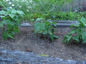 Bush beans under netting are beginning to produce beans large enough to pick.